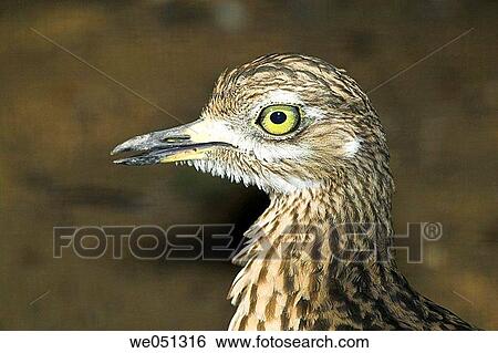 Bush Stone-curlew (Burhinus grallarius) View Large Photo Image Stock Photograph - Bush Stone-curlew (Burhinus grallarius). Fotosearch