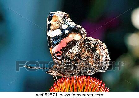 Stock Image - Butterfly. Czech Republic. Fotosearch