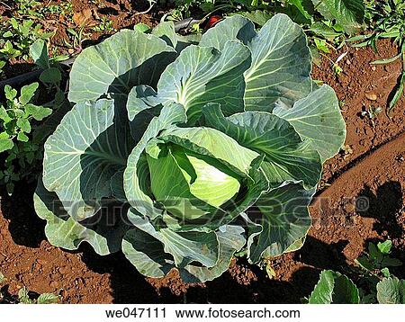 Stock Image - Cabbage; Brassica oleracea var. capitata. Most common vegetable in India. Mahabaleshwar, Satara, India.. Fotosearch