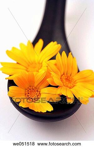 Stock Photo - Calendula oficcinalis. Fotosearch