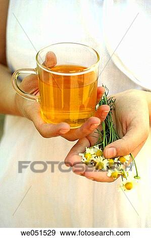 Camomile tea (Matricaria chamomilla) View Large Photo Image Stock Photo - Camomile tea (Matricaria chamomilla). Fotosearch
