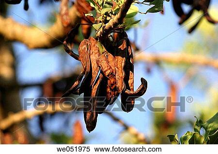 Stock Photography - Carob beans.. Fotosearch