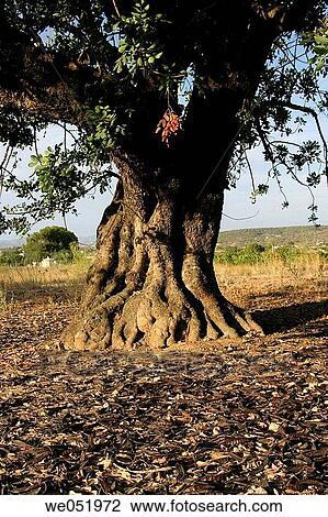 Carob. Comunidad Valenciana. Spain. View Large Photo Image Stock Image - Carob. Comunidad Valenciana. Spain.. Fotosearch