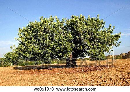 Carob. Comunidad Valenciana. Spain. View Large Photo Image Stock Image - Carob. Comunidad Valenciana. Spain.. Fotosearch