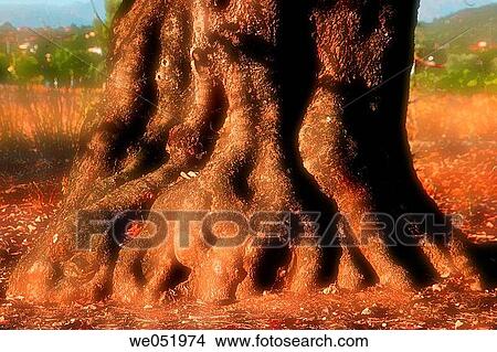 Carob trunk. Comunidad Valenciana. Spain. View Large Photo Image Picture - Carob trunk. Comunidad Valenciana. Spain.. Fotosearch