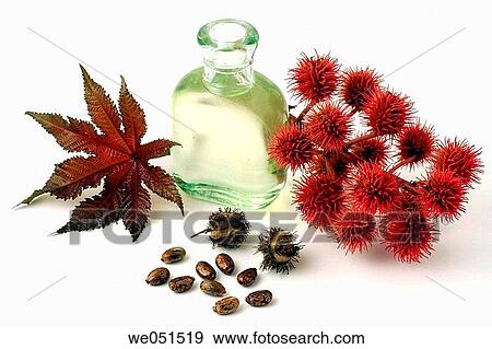 Castor Oil (Ricinus communis) View Large Photo Image Stock Photo - Castor Oil (Ricinus communis). Fotosearch