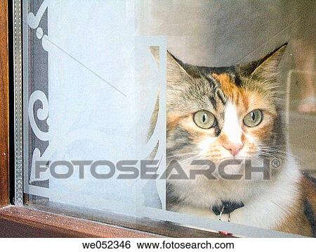 cat, curiosity, contemporary, closed, animal View Large Photo Image Stock Photograph - cat, curiosity, contemporary, closed, animal. Fotosearch