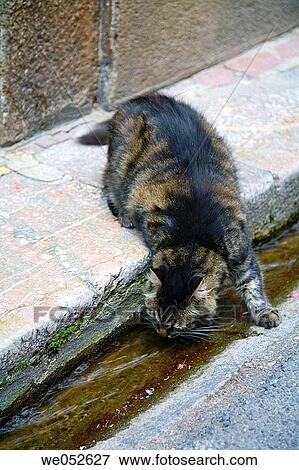 Cat drinking water in a street. France View Large Photo Image Stock Photo - Cat drinking water in a street. France. Fotosearch