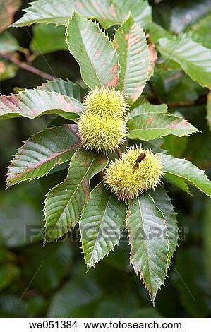 Picture - Chestnuts. Guipuzcoa, Euskadi, Spain. Fotosearch