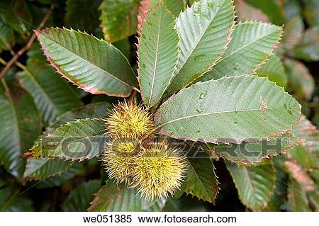 Chestnuts. Guipuzcoa, Euskadi, Spain View Large Photo Image Stock Photography - Chestnuts. Guipuzcoa, Euskadi, Spain. Fotosearch