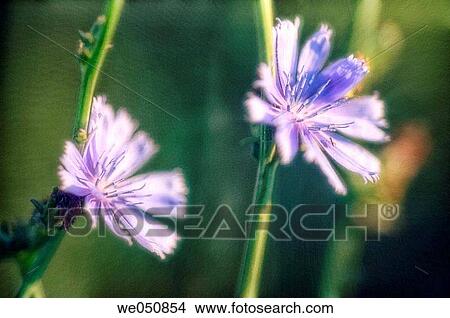 Chicory. Cichorium intybus. July 2006. Maryland, USA View Large Photo Image Picture - Chicory. Cichorium intybus. July 2006. Maryland, USA. Fotosearch