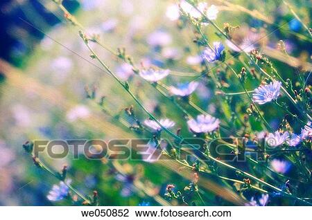 Chicory Meadow. Cichorium intybus. July 2006. Maryland, USA View Large Photo Image Stock Image - Chicory Meadow. Cichorium intybus. July 2006. Maryland, USA. Fotosearch