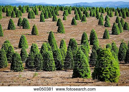 Christmas tree farm near Silver Falls State park in Oregon, USA. View Large Photo Image Stock Image - Christmas tree farm near Silver Falls State park in Oregon, USA.. Fotosearch