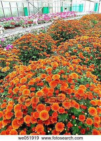 Chrysanthemum in nursery, Luchon (France) View Large Photo Image Stock Photo - Chrysanthemum in nursery, Luchon (France). Fotosearch