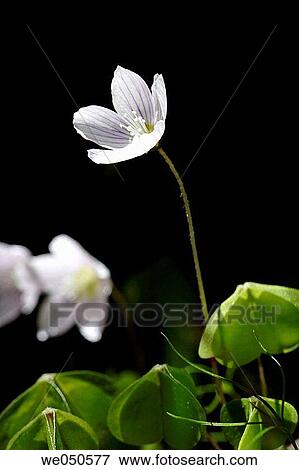 Clay (Oxalis acetosella), Teuchl, M÷lltal, mountains Hohe Tauern, Carinthia (K? rnten), Austria, Alps View Large Photo Image Stock Photo - Clay (Oxalis acetosella), Teuchl, M÷lltal, mountains Hohe Tauern, Carinthia (K? rnten), Austria, Alps. Fotosearch