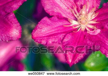Clematis hybrid. June 2005. Maryland, USA View Large Photo Image Stock Photo - Clematis hybrid. June 2005. Maryland, USA. Fotosearch