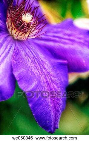 Clematis hybrid. June 2006. Maryland, USA View Large Photo Image Stock Photograph - Clematis hybrid. June 2006. Maryland, USA. Fotosearch