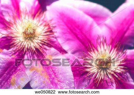 Clematis Hybrid. March 2006. Maryland, USA View Large Photo Image Stock Image - Clematis Hybrid. March 2006. Maryland, USA. Fotosearch