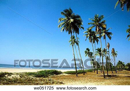 Coconut palms at Cansaulim beach. Goa, India. View Large Photo Image Stock Photography - Coconut palms at Cansaulim beach. Goa, India.. Fotosearch