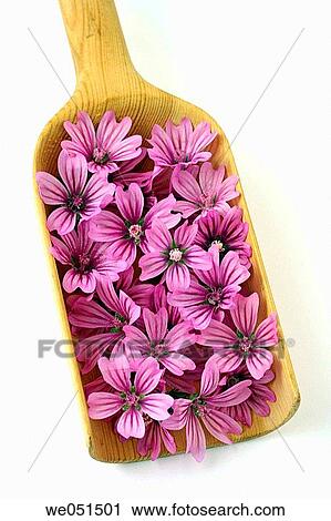 Common mallow flowers (Malva silvestris) View Large Photo Image Stock Image - Common mallow flowers (Malva silvestris). Fotosearch