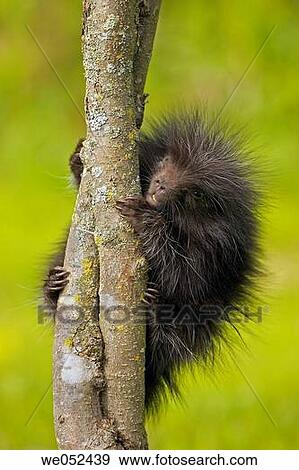 Stock Photo - Common Porcupine (Erethizon dorsatum), juvenile. Fotosearch
