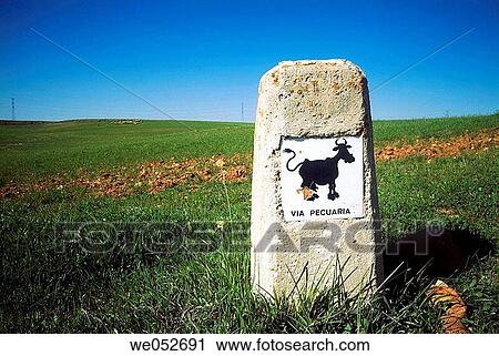 concept, day, cow, country, agriculture View Large Photo Image Stock Image - concept, day, cow, country, agriculture. Fotosearch