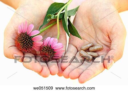 Stock Photo - Coneflower pills (Echinacea purpurea). Fotosearch