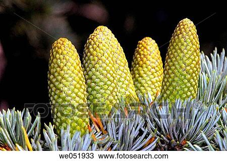 Cones of Lebanon Cedar (Cedrus libani). Osseja, Pyr? n? es-Orientales, France View Large Photo Image Stock Image - Cones of Lebanon Cedar (Cedrus libani). Osseja, Pyr? n? es-Orientales, France. Fotosearch
