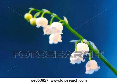 Convallaria majalis. May 2005. Maryland, USA View Large Photo Image Stock Photo - Convallaria majalis. May 2005. Maryland, USA. Fotosearch
