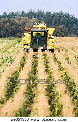 Corn harvesting, Oco near Estella. Navarra, Spain View Large Photo Image Stock Image - Corn harvesting, Oco near Estella. Navarra, Spain. Fotosearch