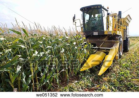 Corn harvesting, Oco near Estella. Navarra, Spain View Large Photo Image Stock Image - Corn harvesting, Oco near Estella. Navarra, Spain. Fotosearch