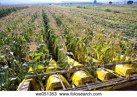 Corn harvesting, Oco near Estella. Navarra, Spain View Large Photo Image Stock Image - Corn harvesting, Oco near Estella. Navarra, Spain. Fotosearch