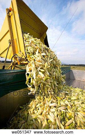 Corn harvesting, Oco near Estella. Navarra, Spain View Large Photo Image Stock Photo - Corn harvesting, Oco near Estella. Navarra, Spain. Fotosearch