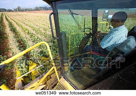Stock Photo - Corn harvesting, Oco near Estella. Navarra, Spain. Fotosearch