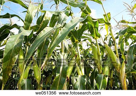 Stock Photograph - Corn harvesting, Oco near Estella. Navarra, Spain. Fotosearch