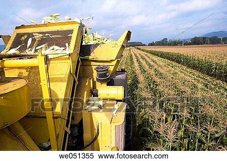 Corn harvesting, Oco near Estella. Navarra, Spain View Large Photo Image Stock Photography - Corn harvesting, Oco near Estella. Navarra, Spain. Fotosearch