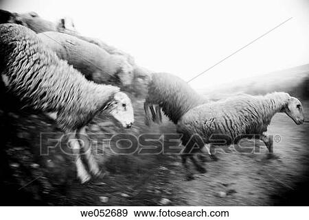 country, agriculture, blurred motion, black and white, animal, activity View Large Photo Image Stock Photo - country, agriculture, blurred motion, black and white, animal, activity. Fotosearch