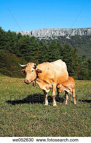 Cow and calf. Irati, Navarra, Spain View Large Photo Image Stock Image - Cow and calf. Irati, Navarra, Spain. Fotosearch