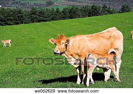 Cow and calf. Irati, Navarra, Spain View Large Photo Image Stock Photo - Cow and calf. Irati, Navarra, Spain. Fotosearch