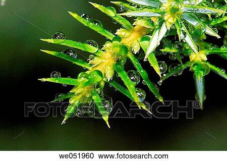 Dew drops on Juniperus communis. French Cerdagne. Pyr? n? es Orientales. France. View Large Photo Image Stock Image - Dew drops on Juniperus communis. French Cerdagne. Pyr? n? es Orientales. France.. Fotosearch