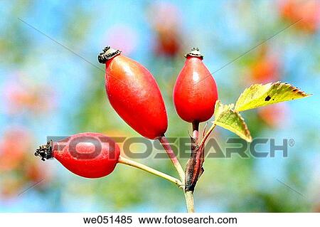 Stock Photography - Dog rose (Rosa canina). Fotosearch