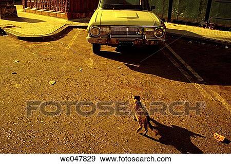 Duel: cat x old car. Buenos Aires, Argentina. View Large Photo Image Stock Photo - Duel: cat x old car. Buenos Aires, Argentina.. Fotosearch
