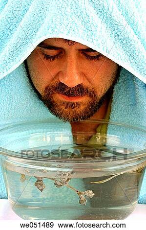 Stock Photo - Eucalyptus inhalation (Eucalyptus globulus). Fotosearch