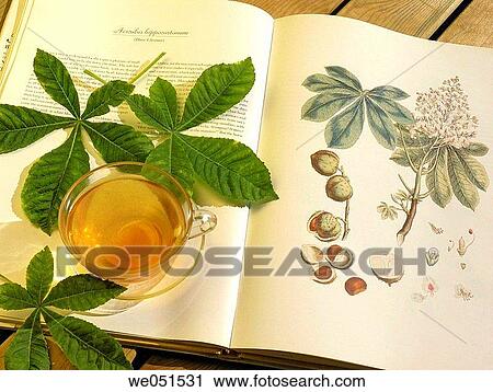 European Horse Chestnut tea (Aesculus hippocastanum) View Large Photo Image Stock Image - European Horse Chestnut tea (Aesculus hippocastanum). Fotosearch