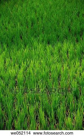 Farm of Rice crop. Rice (Oryza Sativa). Chiplun, Ratnagiri, Maharashtra, India View Large Photo Image Picture - Farm of Rice crop. Rice (Oryza Sativa). Chiplun, Ratnagiri, Maharashtra, India. Fotosearch