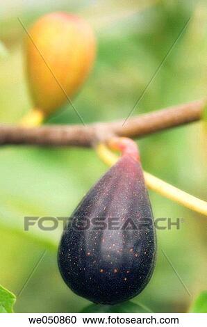 Ficus carica, August 2006. Maryland, USA View Large Photo Image Stock Image - Ficus carica, August 2006. Maryland, USA. Fotosearch