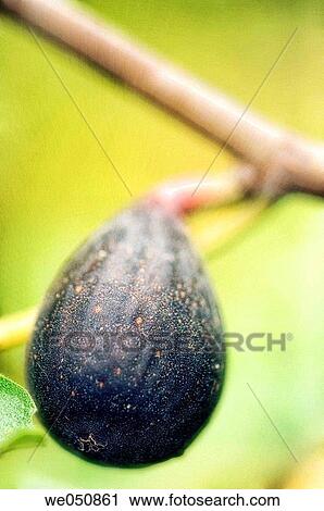 Ficus carica, August 2006. Maryland, USA View Large Photo Image Stock Image - Ficus carica, August 2006. Maryland, USA. Fotosearch