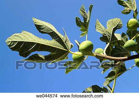 Figs, Croatia View Large Photo Image Picture - Figs, Croatia. Fotosearch