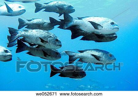 Fishes (Carangoides sp. ). Ari atoll, Maldives View Large Photo Image Stock Image - Fishes (Carangoides sp. ). Ari atoll, Maldives. Fotosearch