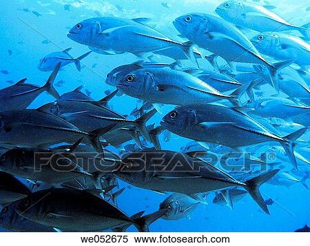 Fishes (Carangoides sp. ). Ari atoll, Maldives View Large Photo Image Stock Photography - Fishes (Carangoides sp. ). Ari atoll, Maldives. Fotosearch